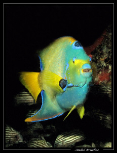 Poisson ange royal by André Bruchez 